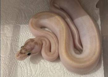Python Królewski Ivory het Albino 66%