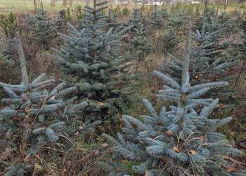 Sprzedam świerki na żywopłot do ogrodu – świerk pospolity i srebrny