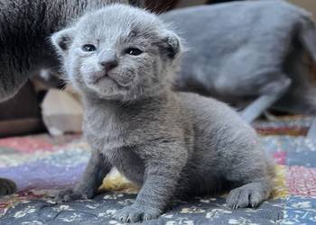 Kocięta Rrosyjskie Niebieskie WCF