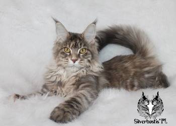 Kotka Maine Coon od kociego behawiorysty