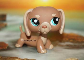 LPS Littlest Pet Shop jamnik #1751 oryginalny pop oryginał kawa