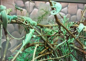 Kameleon jemeński, kameleony jemeńskie