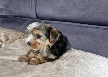 Yorkshire terrier sprzedam piesek  i suczkę