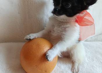 Chihuahua chłopiec  długowłosy smczyk piesek