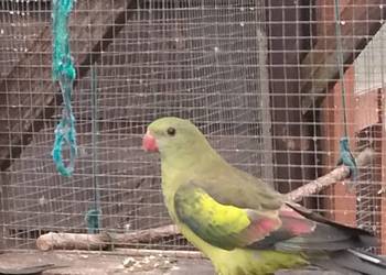 Papuga górska, Berg