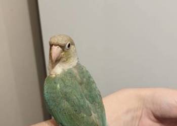 Papugi Rudosterki ręcznie karmione