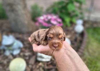 Jamnik długowłosy merle choco tan czekoladowy Duschand Dackel