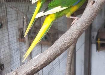 papugi modrolotki kozie