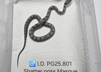 Wąż zbożowy samce i samice