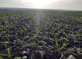 Dzierżawa gruntów,przyjmę pole w dzierżawę