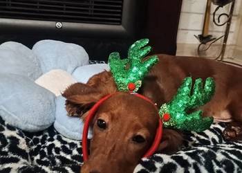 Jamnik długowłosy miniaturowy -piesek