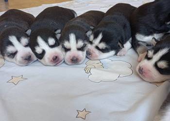 Szczeniaczki Siberian husky z elitarnym rodowodem