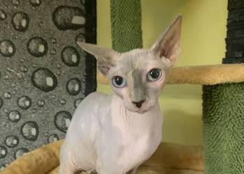 Sfinks Kanadyjski. Koteczka do odbioru. Rodowód