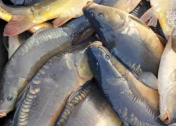 Karp handlowy, konsumpcyjny, sprzedaż