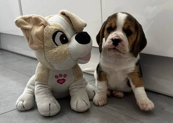 Beagle szczeniak