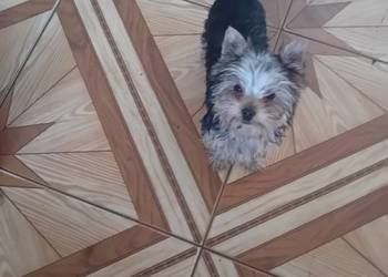 Sprzedam pieski yorki