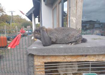 Pilnie sprzedam samiczka baran francuski