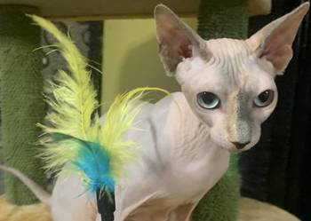 Sfinks Kanadyjski. Do odbioru koteczka. Rodowód