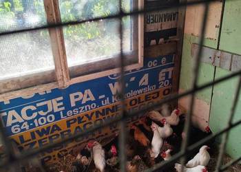 Cwergi kurki białe 6szt dostępnych