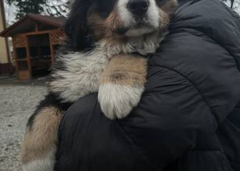 Berneński pies pasterski Bobi