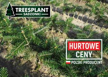 Jodła Kaukaska Nordmann 2/1 - Świerk pospolity srebrny