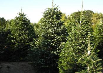 GK JODŁA KAUKASKA 20-40 CM. ABIES KAUKASIKA PIĘKNA SADZONKA