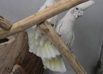 Dorosła para Kakadu Mała Salomońska ( łac. Cacatua ducorpsii)
