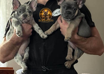 Buldog Francuski - mocny samiec x2
