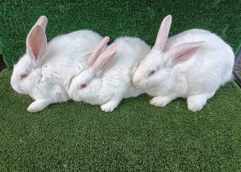 Króliki termondzkie młode