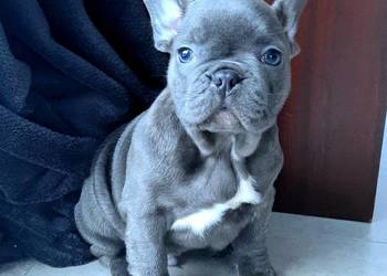 Buldog francuski blue bardzo pilne