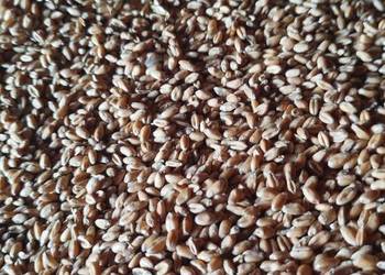 pszenica jęczmień owies