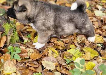 Akita Amerykanska FCI piesek zkwp