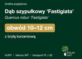 Dąb szypułkowy 'Fastigiata' obwód 10-12 cm, z bryłą – HURT