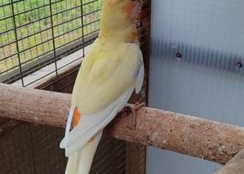 Sprzedam samca Rozelli Królewskiej