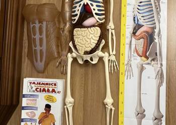 Kostek - szkielet z narządami firmy Deagostini