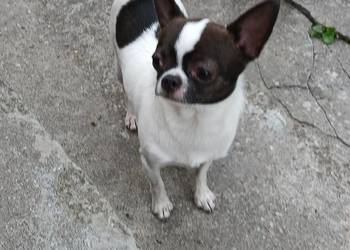 Sprzedam chihuhua