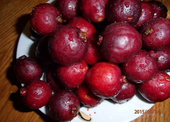 Gujawa truskawkowa Psidium cattleianum 30 cm