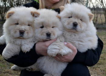 CHOW CHOW CZAU CZAU PIĘKNE SZENIĘTA KREMOWE