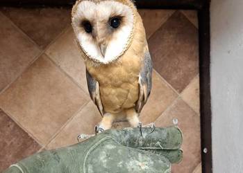 Sowa,sowy, para lęgowa płomykowka, płomykowki. Sowa,sowy, para lęgowa płomykowka, płomykowki.