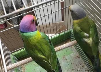 Aleksandertta sliwo glowa Aleksandertta sliwo glowa