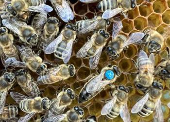 Pszczoły rodziny pszczele, ramka wielkopolska