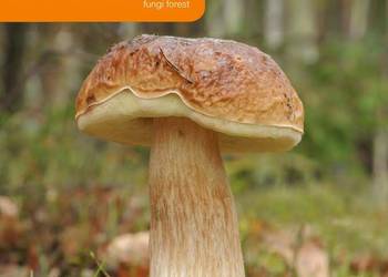 Grzybnia BOROWIK BRZOZOWY 10 g MYCELIUM