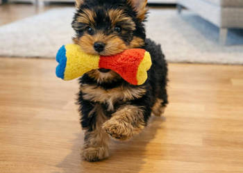 York Super Mario z Bajki -bez wad.Wysyłamy za granicę. Lub odbiór osobisty.