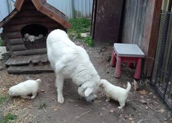 Szczenięta owczarka podhalanskiego Szczenięta owczarka podhalanskiego