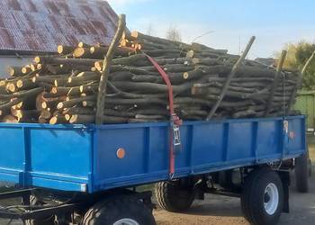 Drzewo Dąb buk cała przyczepa