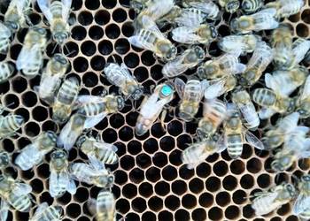 Pszczoły, Pasieka, Rodziny Pszczele, Ule z pszczołami