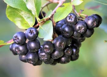 Aronia 3 letnie Sadzonki! Duże i gęste do 120cm! Aronia nero