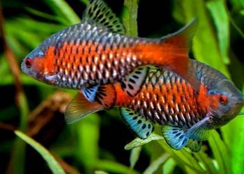 Brzanka odeska - Brzanka birmańska - Brzanka dwuplama Brzanka odeska - Brzanka birmańska - Brzanka dwuplama