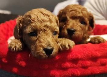 ,Pudelki malutkie toy-po 16 marca odbior