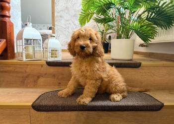 Cockapoo hybryda F1